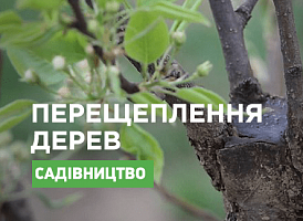 Перещеплення плодових дерев - Agro-Market