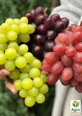 Виноград столовый (микс сортов) уценка - фото 2