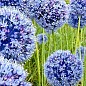 Алліум "Azureum" (розмір 5/6, середній) 5шт в упаковці