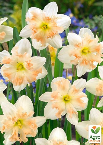 Нарцисс "Palmares" - фото 2