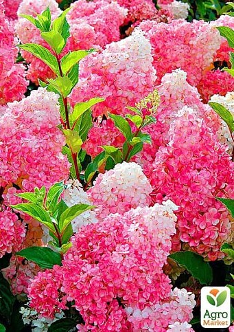 Гортензія волотиста "Vanilla Fraise"