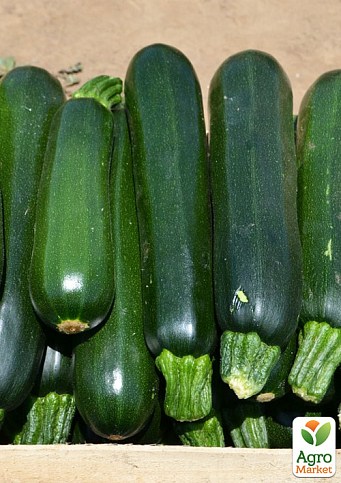 Кабачок «Базальт F1» ТМ «Lark Seeds» 500шт