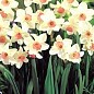 Нарцисс "Bell Song" 3шт в упаковке