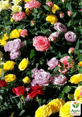 Троянда в контейнері "Мікс сортів" (саджанець класу АА+) - фото 2