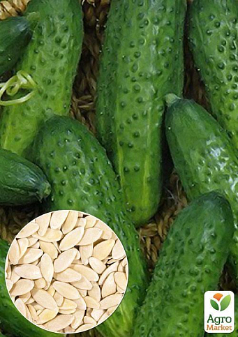 На вагу Огірок "Полан F1" ТМ "Весна" ціна за 2г