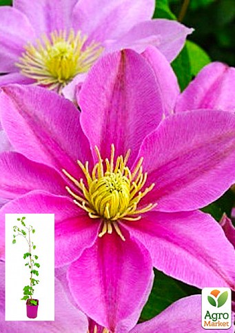 Клематис 3-х летний "Pink Beauty" С2