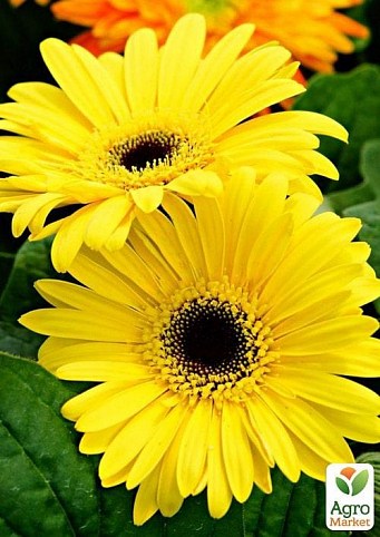 Гербера "Classic Yellow" (Нідерланди)