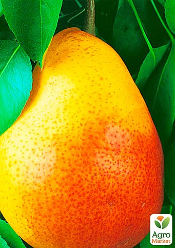 Груша "Любимица Клаппа" (летний сорт, ранний срок созревания) - фото 2