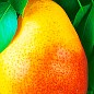 Груша "Любимица Клаппа" (летний сорт, ранний срок созревания) купить