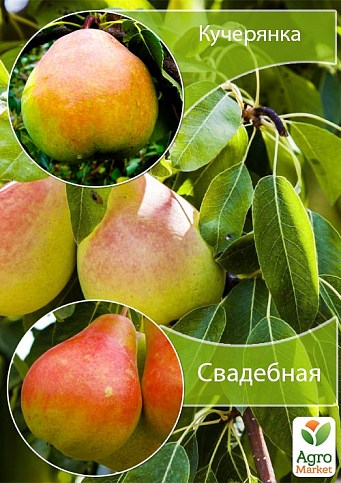 Дерево-сад Груша "Кучерянка+Свадебная" 