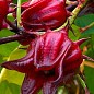 Каркаде (Суданская Роза) гибискус "Сабдариффа"