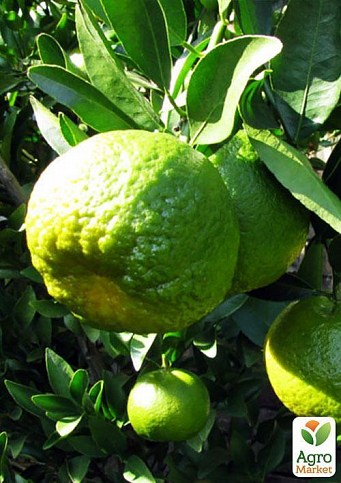 Мандарин "Санберст" - фото 3