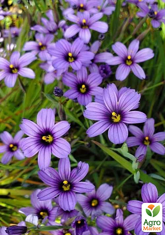 Сисюринхий "Island Blue" (компактный многолетник для альпийских горок)