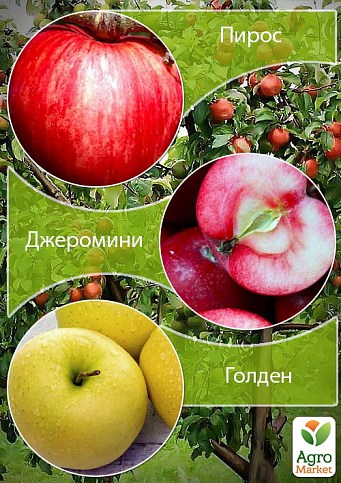 Дерево-сад Яблуня "Пірос+Джероміні+Голден"