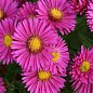 Астра ново-бельгийская "Jenny" (С1,5 высота 30-40см)