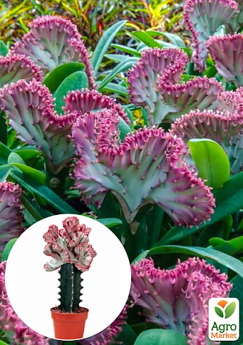 LMTD Эуфорбия Lactea "Cristata" (суккулент) 