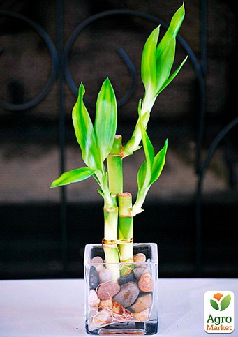 Бамбук комнатный "Lucky Bamboo" (высота 10-20см) - фото 2