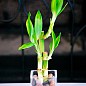 Бамбук комнатный "Lucky Bamboo" (высота 10-20см) купить