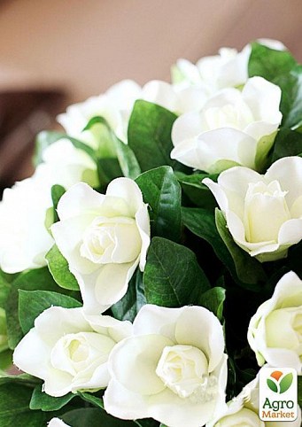 Гардения жасминовидная "Восхитительный вазон" (Gardenia jasminoides)  дм 13 см выс. 30 см
