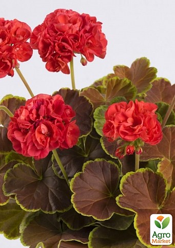 Пеларгония пестролистная "Caramel Red" 