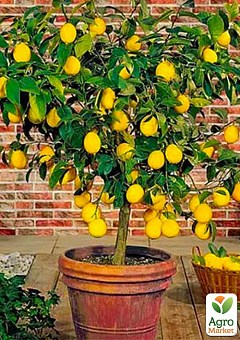 Ексклюзив! Лимон яскраво-жовтий "Солодкий пунш" (Sweet punch) (преміальний сорт, гібрид мандарина і цитрона)1