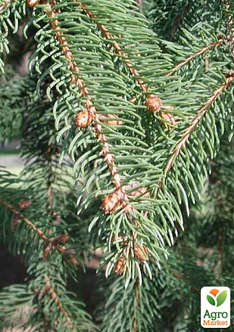 Ель 6-ти летняя европейская "Excelsa" С5, высота 80-100см