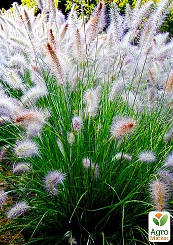 Пеннисетум (pennisetum alopecuroides) "Лисий хвост"