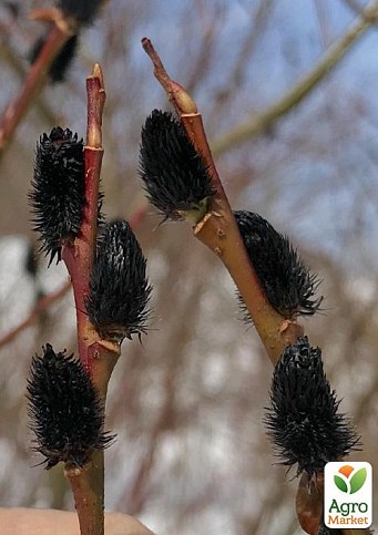 Ива тонкостолбиковая черная "Меланостахис" (Salix gracilistyla "Melanostachys") высота 25-40см - фото 3