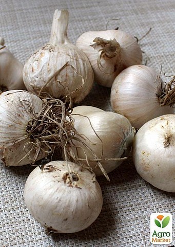 Алліум "Oreophilum" (розмір 5/6, середній) 5шт в упаковці - фото 2