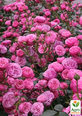 Троянда штамбова "Помпонелла" (Pomponella) (саджанець класу АА+) - фото 2