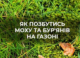 Оживляємо газон навесні: поради з відновлення | Agro-market