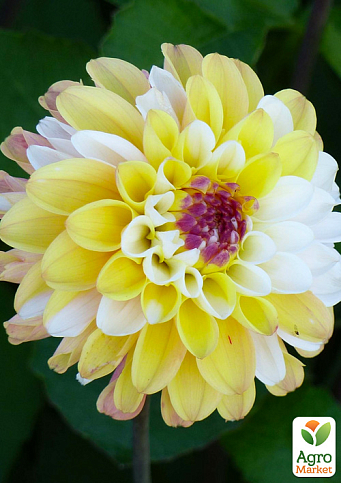 Жоржина "Double Jill" - фото 2