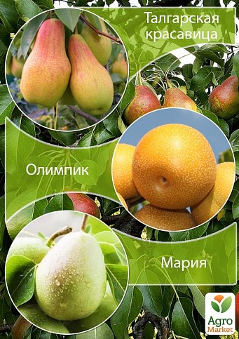 Дерево-сад Груша "Талгарская красавица+Олимпик+Мария" 