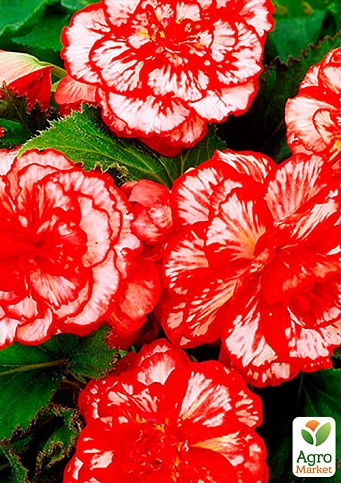 Бегонія "Мармурова" 1шт - фото 2