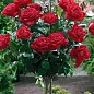 Роза штамбова "Rebell" (саджанець класу АА +) вищий сорт