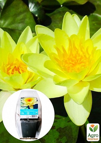 LMTD Німфея (водяна лілія) "Marliacea Chromatella" (кореневище)