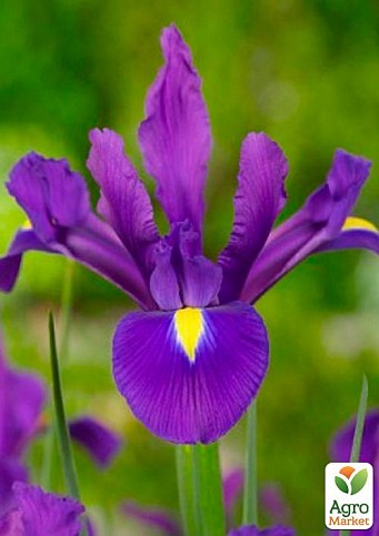 Ірис голландський "Purple Sensation" (розмір 7/8, великий) 5шт в упаковці