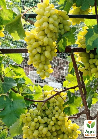 Виноград "Біла Надія" (надранній, двостатевий, великий) - фото 3