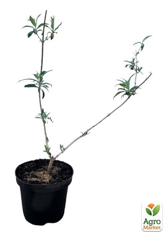 Буддлея Давида 2х летняя "Flower Power" С2 - фото 2