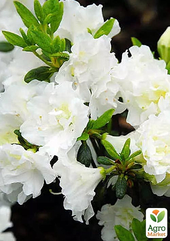 Азалія Японська "Мері Хелен" (Azalea japonica Mery Helen)