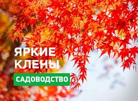 Види клена - корисні статті про садівництво від Agro-Market