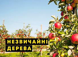 Колоноподібні дерева: плюси та мінуси - корисні статті про садівництво від Agro-Market