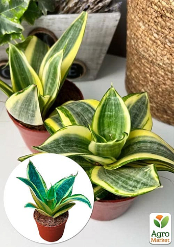 LMTD Сансевиерия "Golden Hahnii" высота растения 15-25см