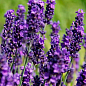 LMTD Лаванда на штамбе 3-х летняя"Angustifolia" (35-45см)
