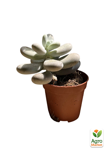 Суккулент Пахифитум "Pachyphytum Oviferum" - фото 2