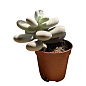 Суккулент Пахифитум "Pachyphytum Oviferum" купить