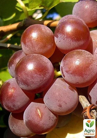 Виноград "Дюжина" (раннеспелый, урожайность до 100 кг с куста) - фото 2