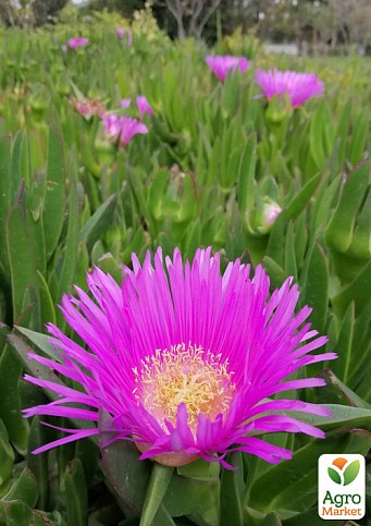 Карпобротус їстівний "Carpobrotus Edulis" (екзотичний сукулент) - фото 2