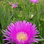 Карпобротус їстівний "Carpobrotus Edulis" (екзотичний сукулент) купить
