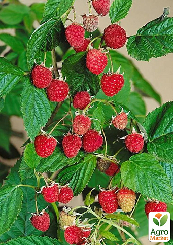 LMTD Малина "Willamette" (сортовая, укорененная)